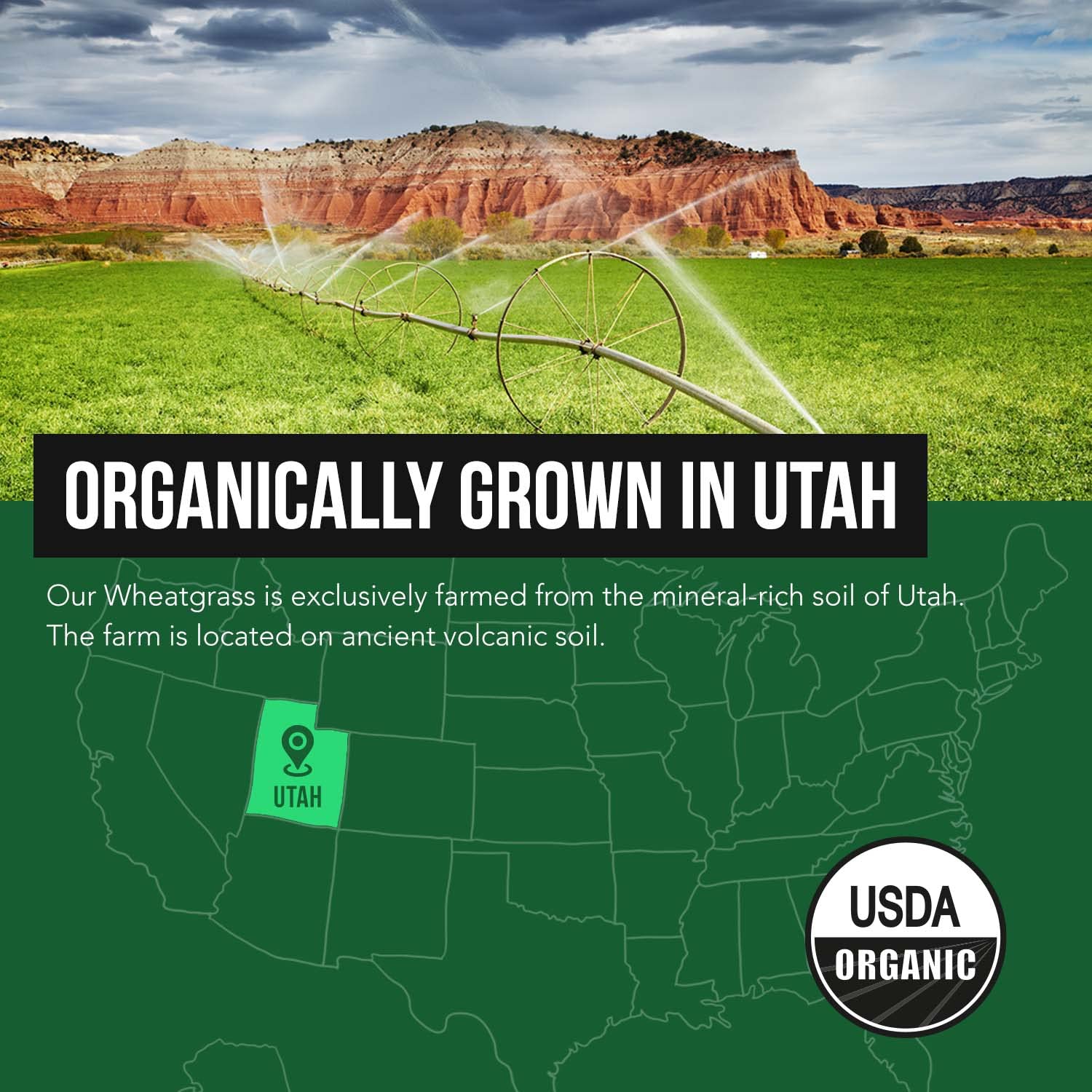 Organic lemon flavor being added to Wheatgrass juice powder