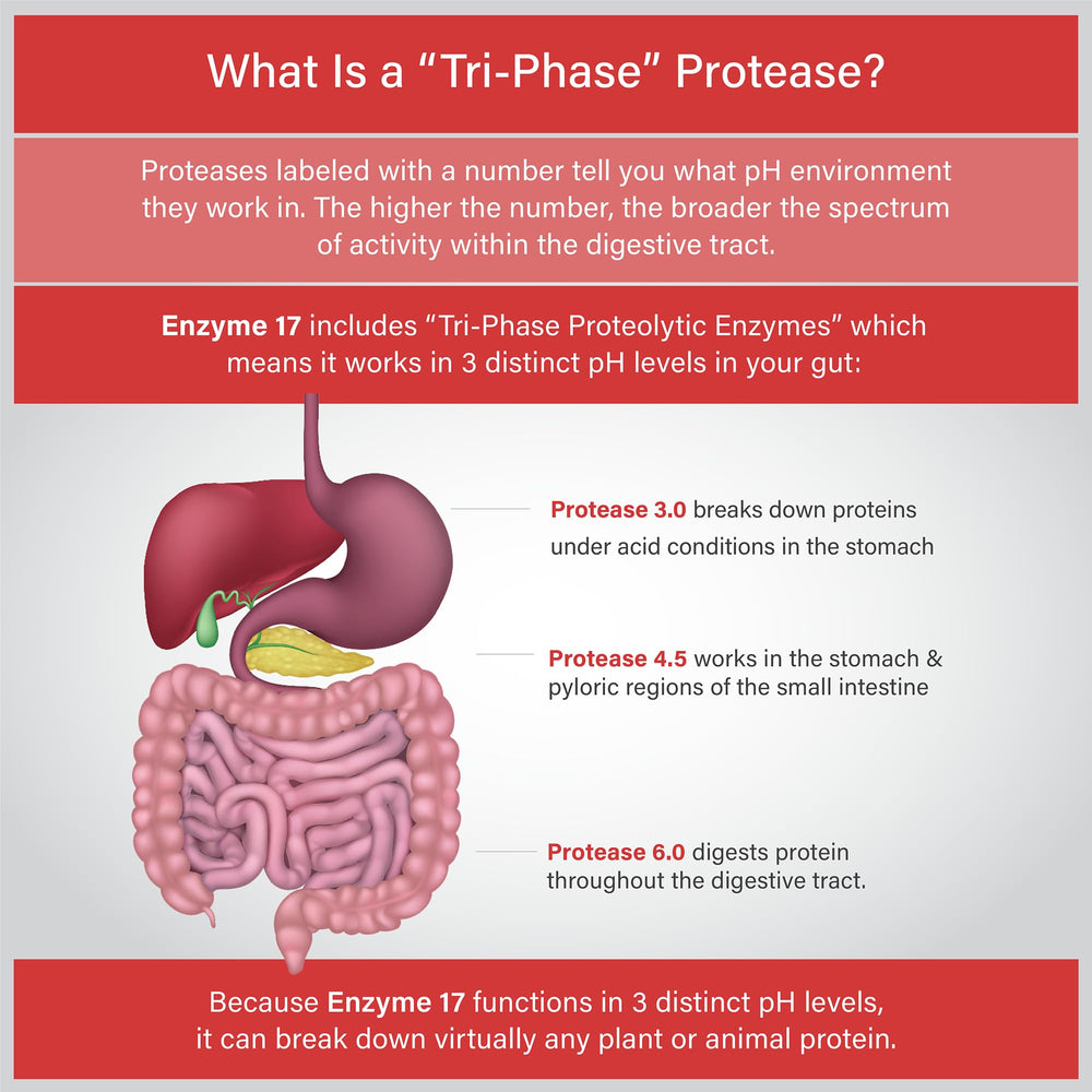 Tri-Phase Protease enzyme (300,000 HUT) illustration