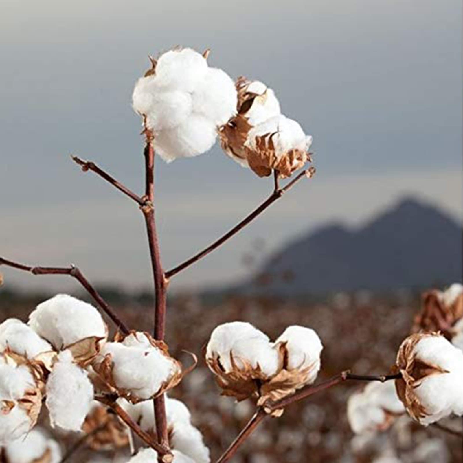 Biodegradable packaging for Organyc cotton rounds