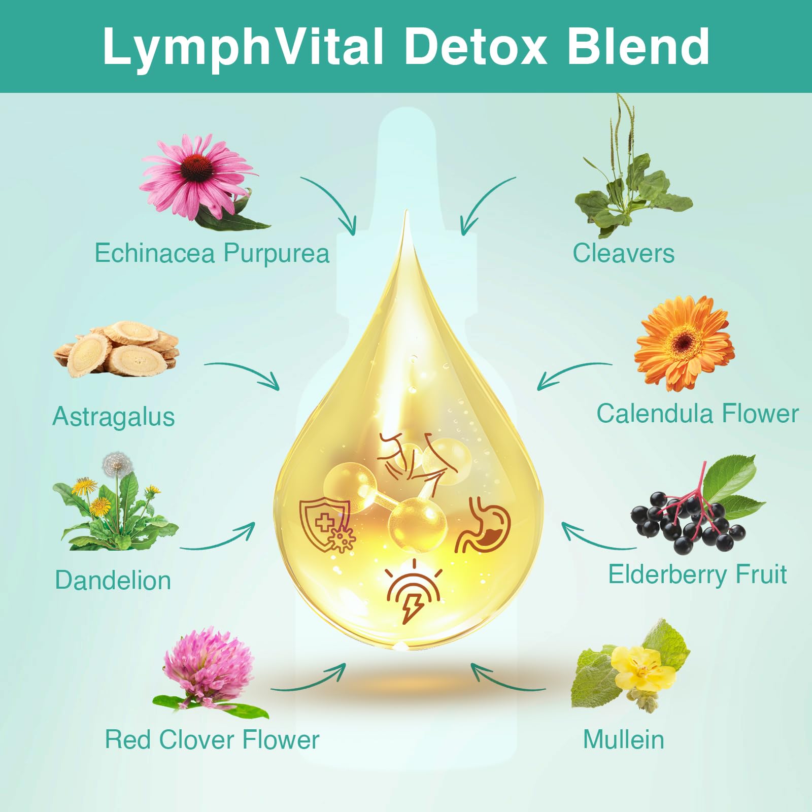 Herbal blend ingredients: Echinacea, Astragalus, Dandelion, Red Clover