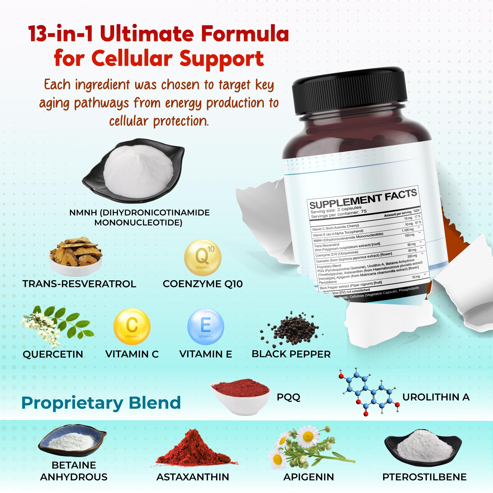 Illustration of mitochondria highlighting cellular energy support