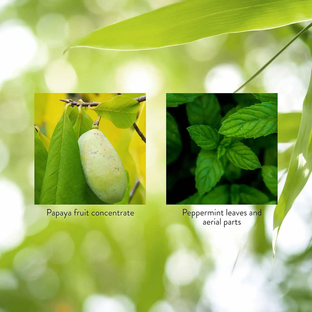 Peppermint leaf illustrating fresh breath and digestive support