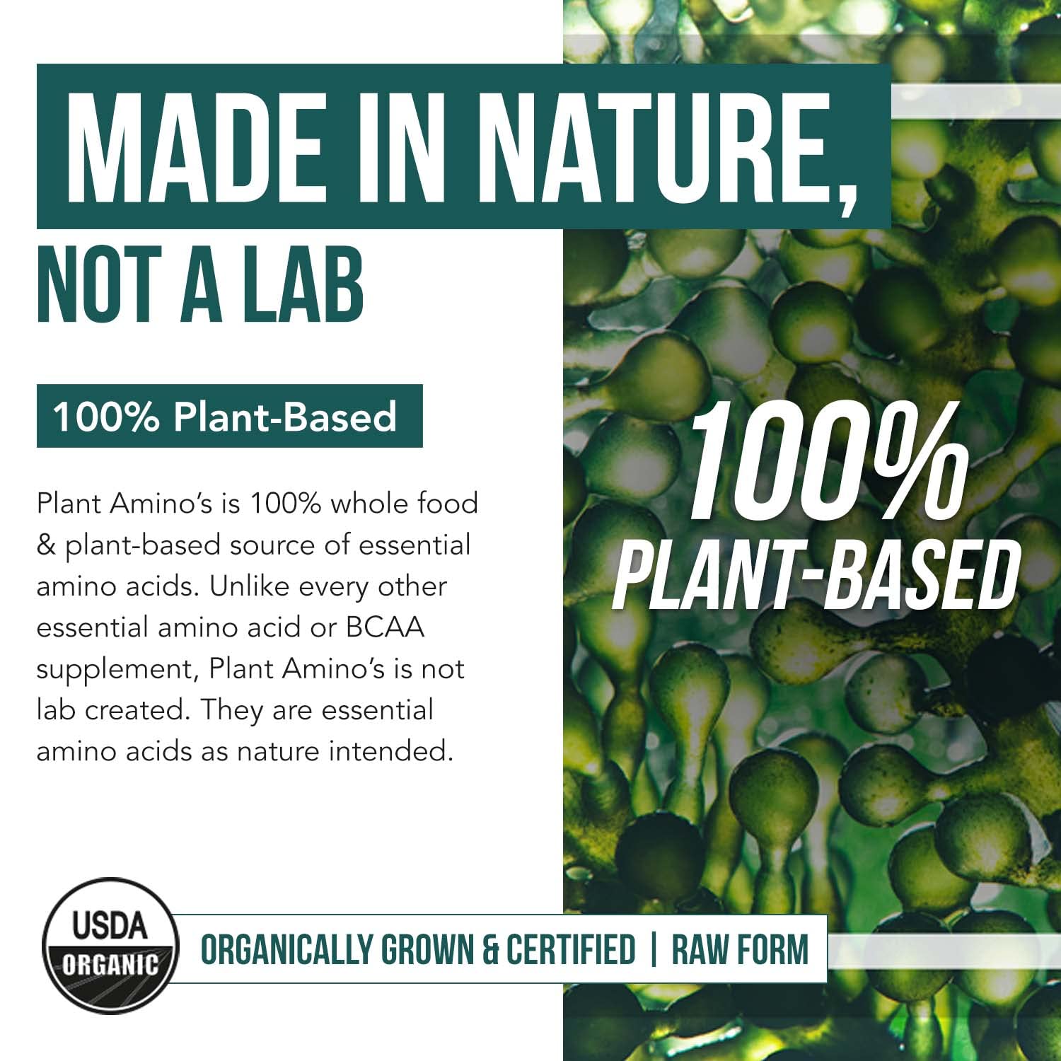 Spirulina and chlorella sources in Plant Aminos