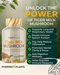 Close-up of Tiger Milk Mushroom capsules (500mg each)