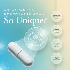 Spermidine supports telomere health and cellular rejuvenation