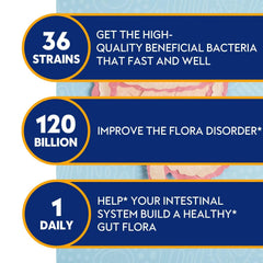 Graphic of 36 probiotic strains for digestive health