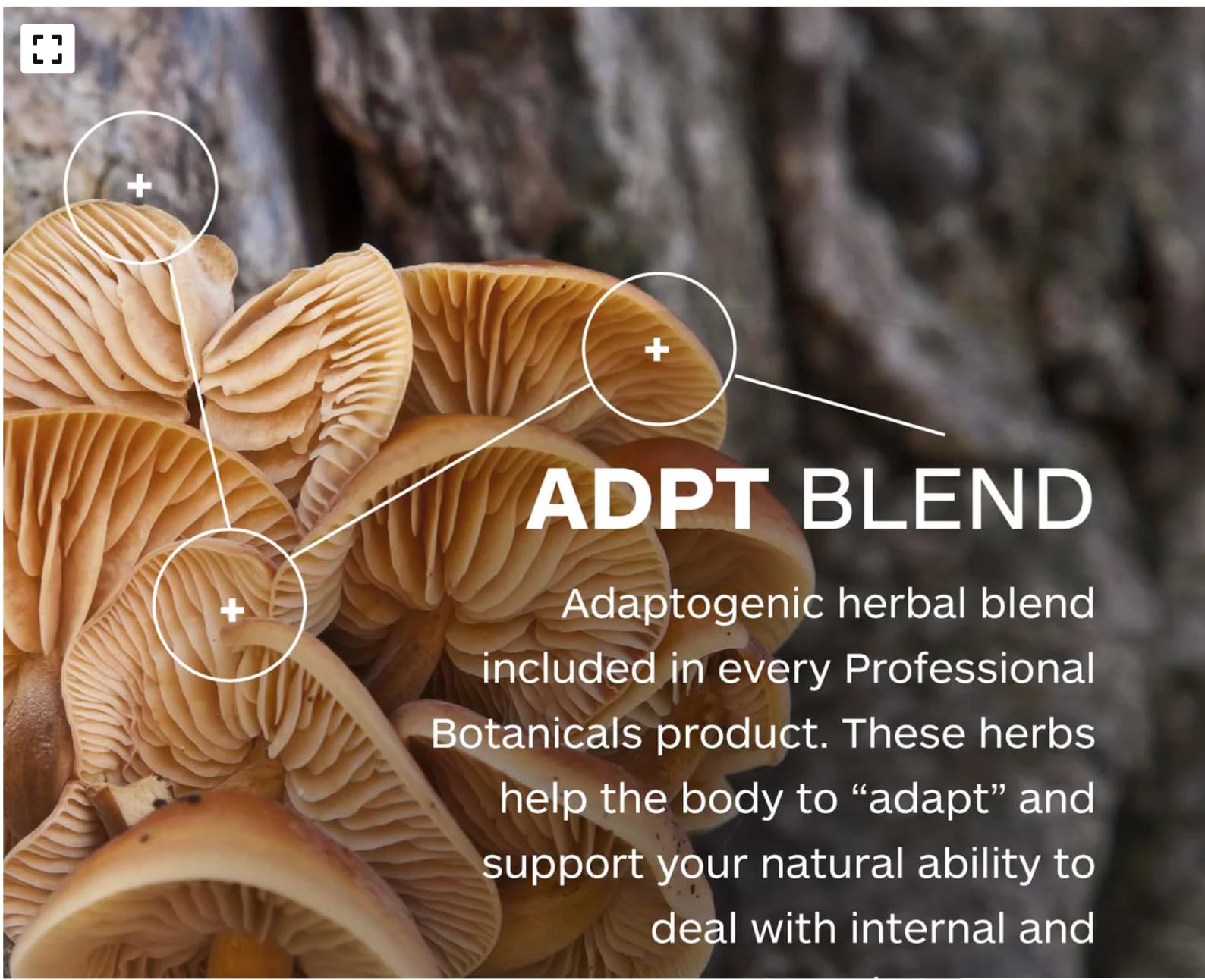 Professional Botanicals immune-support scene illustrates a healthy lifestyle choice.