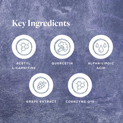 Illustration of mitochondria and ATP energy production