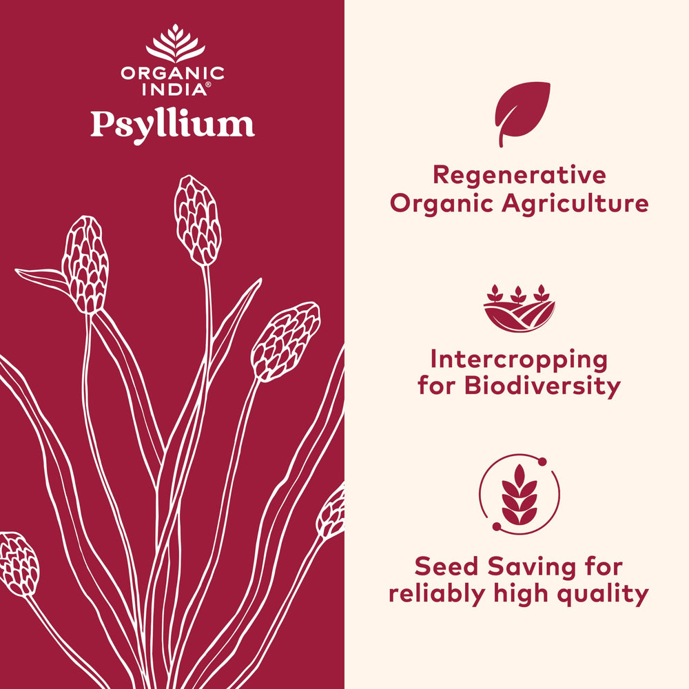 Scoop of psyllium husk powder on a spoon