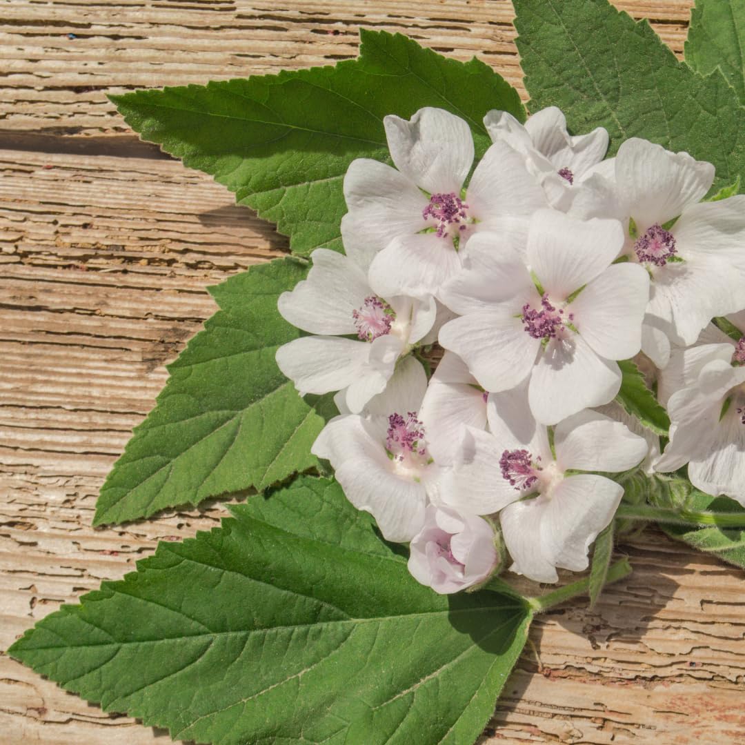 Flat lay of marshmallow root extract powder with natural ingredients