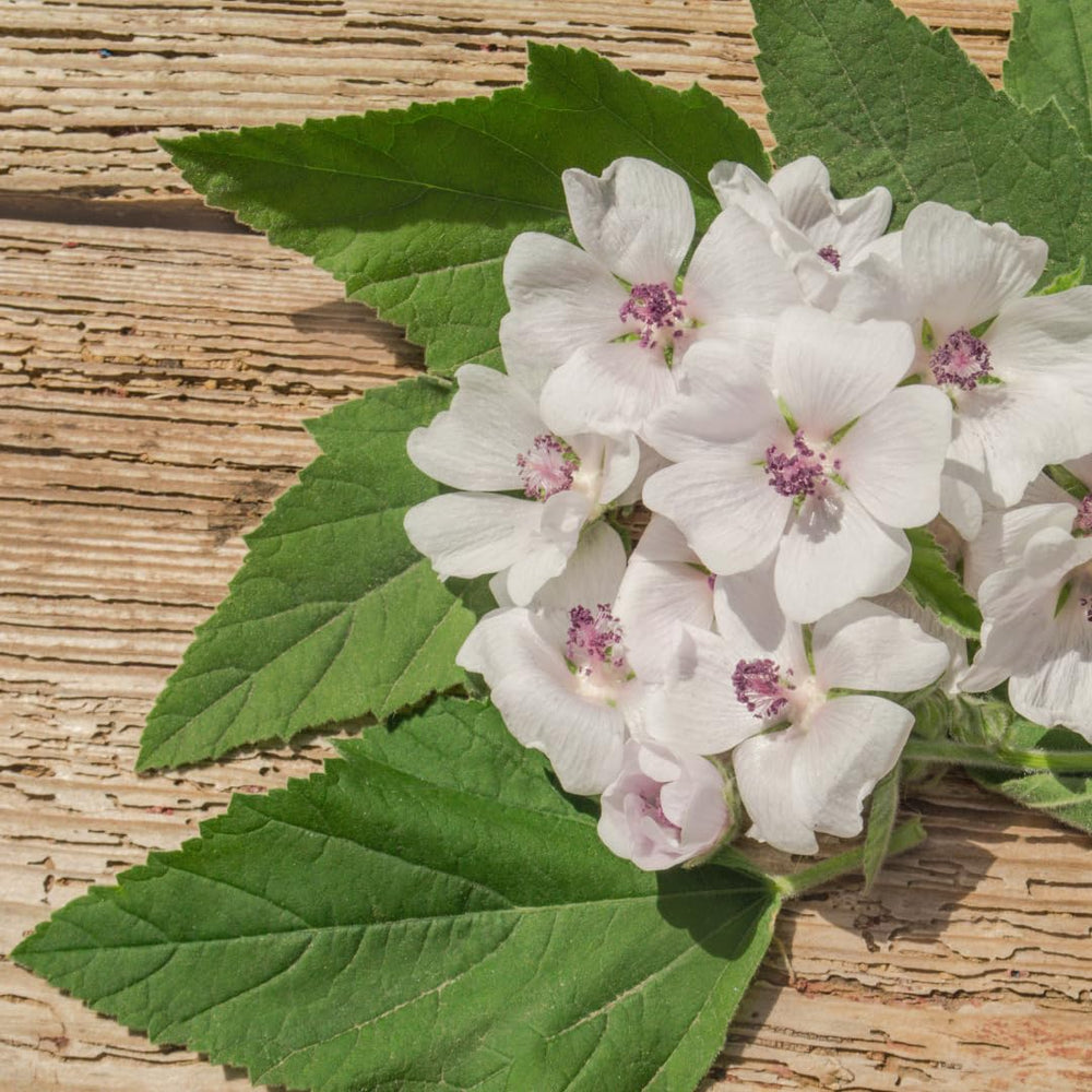 Flat lay of marshmallow root extract powder with natural ingredients