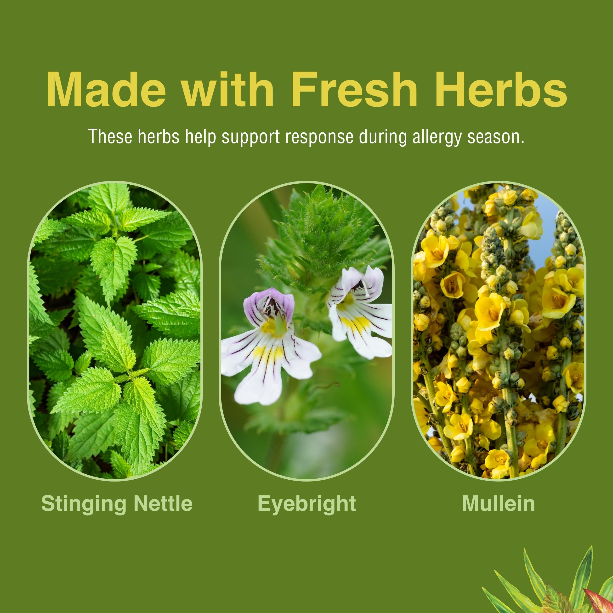 Quercetin and bromelain for histamine support
