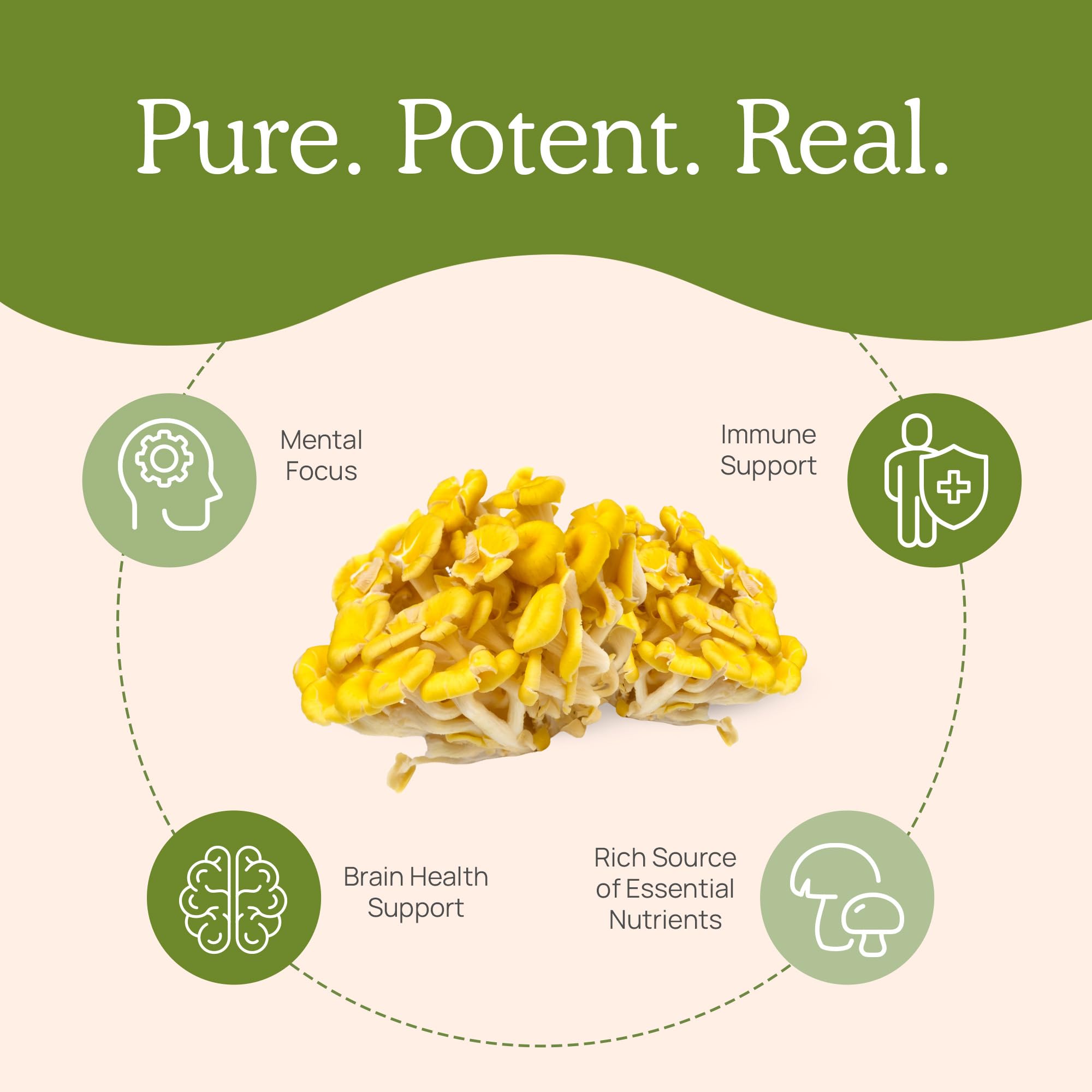 Lab-verified >25% beta-glucans in Real Mushrooms supplement