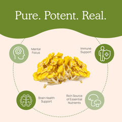 Lab-verified >25% beta-glucans in Real Mushrooms supplement