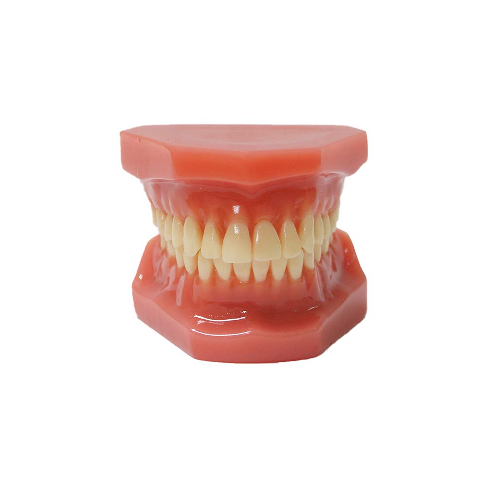 Red dental typodont without braces - orthodontic teeth model