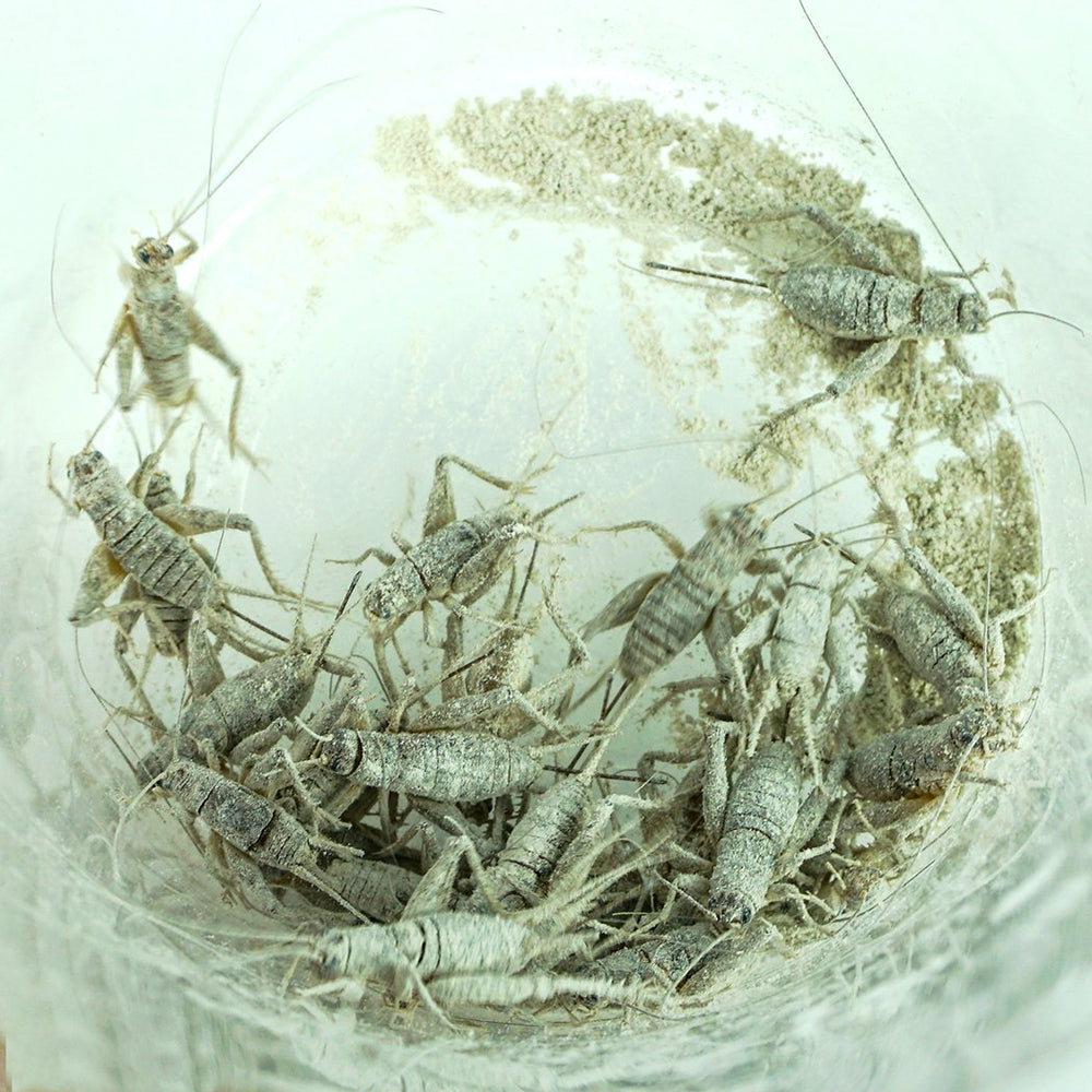 Vitamin D3 supplement image associated with calcium absorption