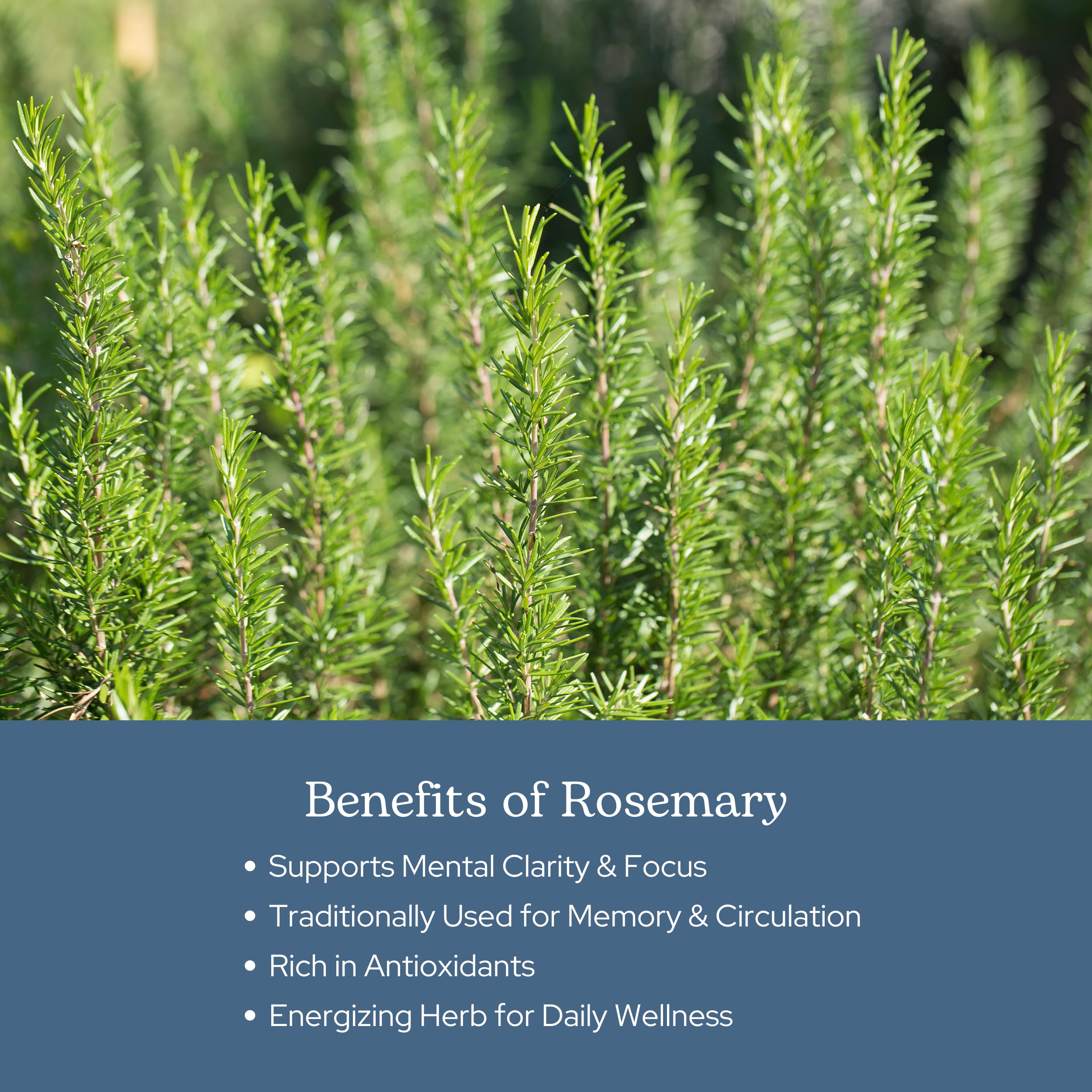 Packaging for Eclectic Herb Rosemary Capsules