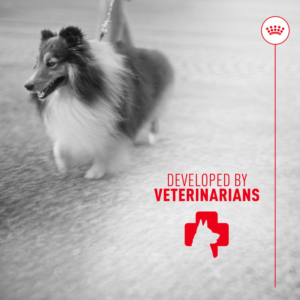 Veterinarian-developed Royal Canin Skin & Coat Soft Chews