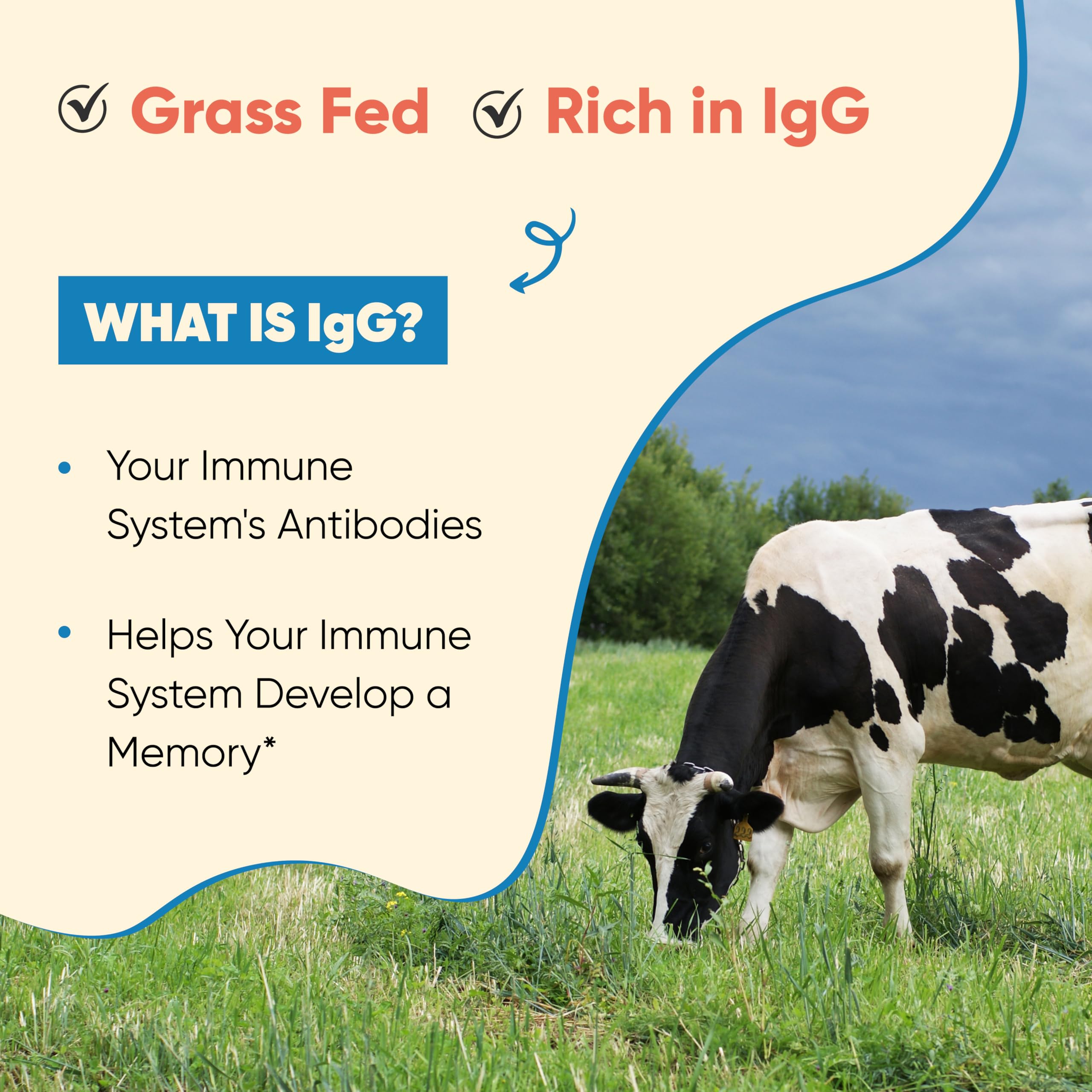 Colostrum powder being added to a glass of water