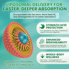 Benefits infographic for Sea Moss Drops: immune support, detox, thyroid health