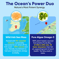 Irish Sea Moss and Bladderwrack ingredients close-up