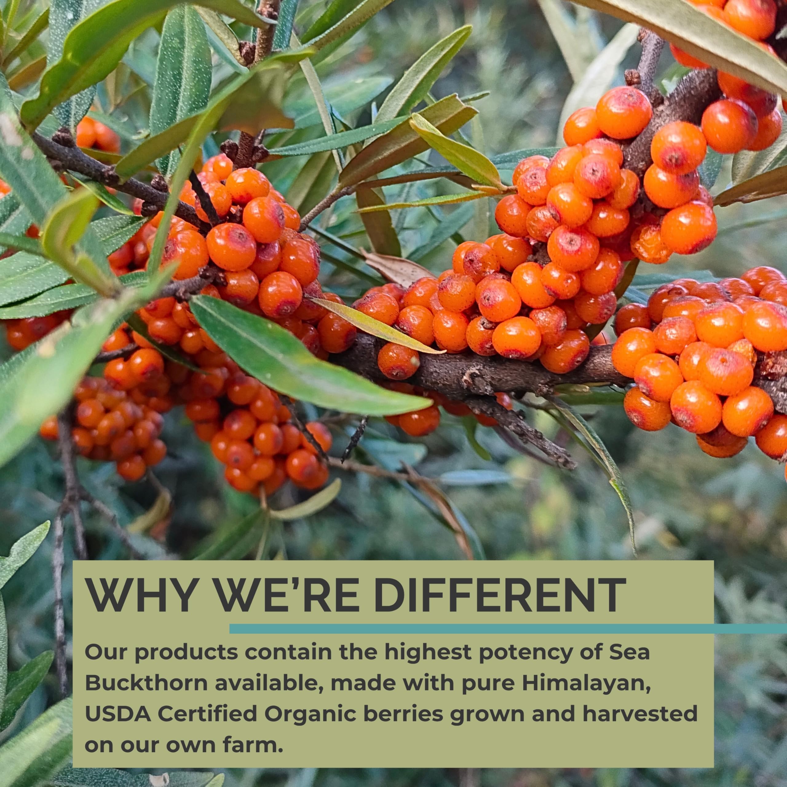 Organic sea buckthorn farm harvest for SeabuckWonders oil