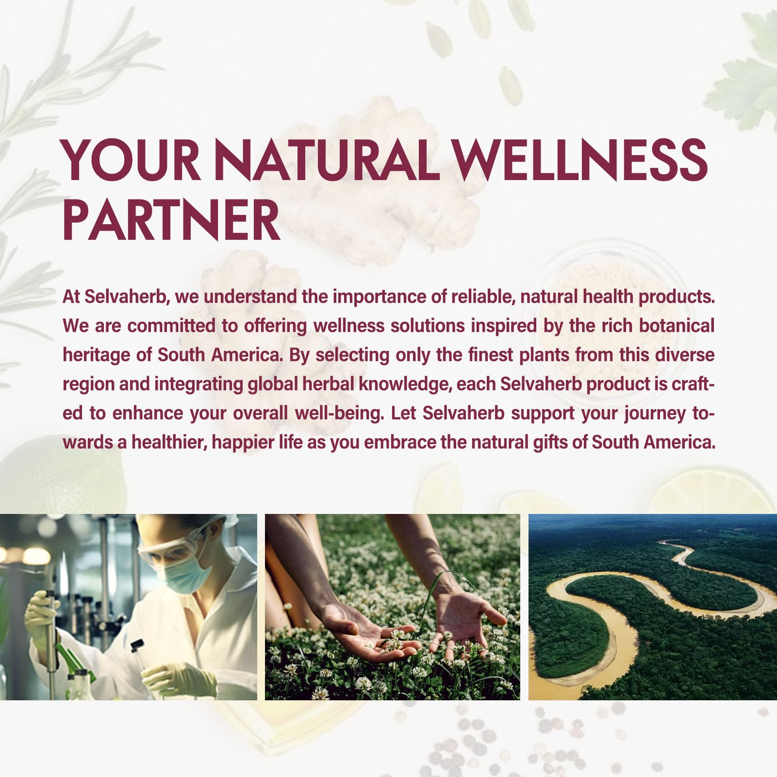 Menopause relief and bone health herbs including Shatavari and Wild Yam