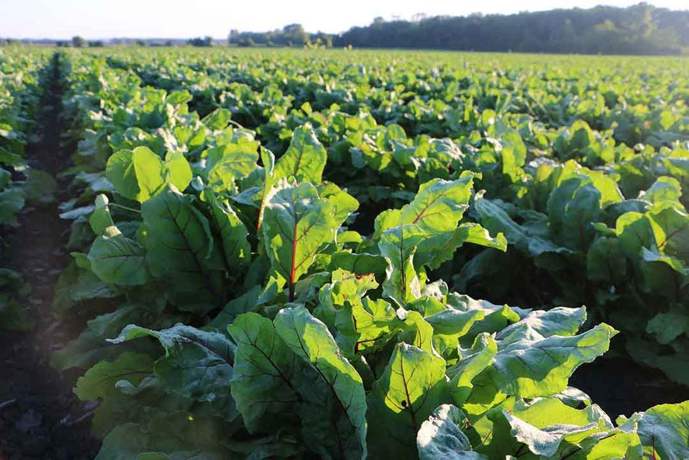 Bottle with serving card and 60 serving information