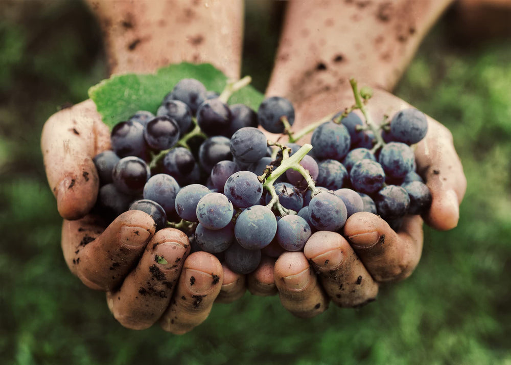 A single pure capsule to illustrate single-ingredient formula