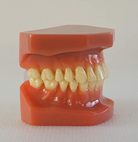 Sino Dental Group branding on typodont packaging