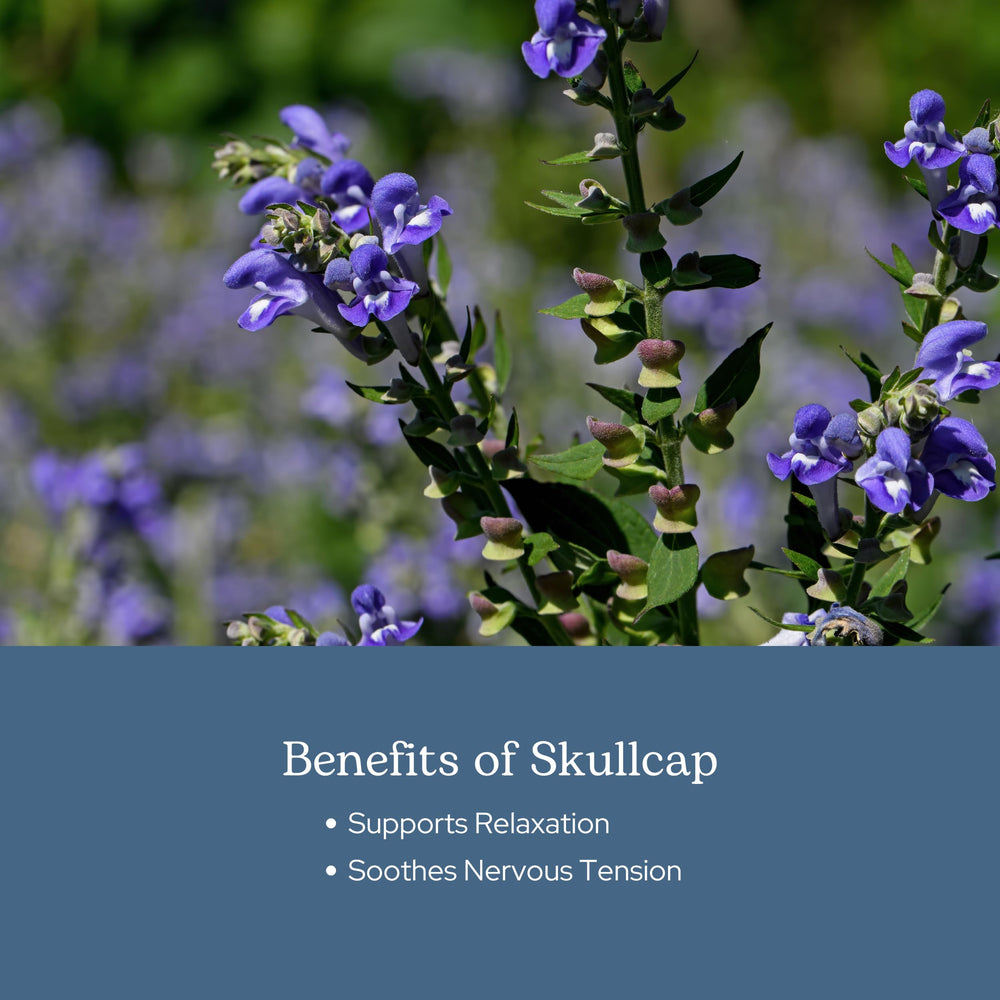 Close-up of Skullcap leaves and flowers