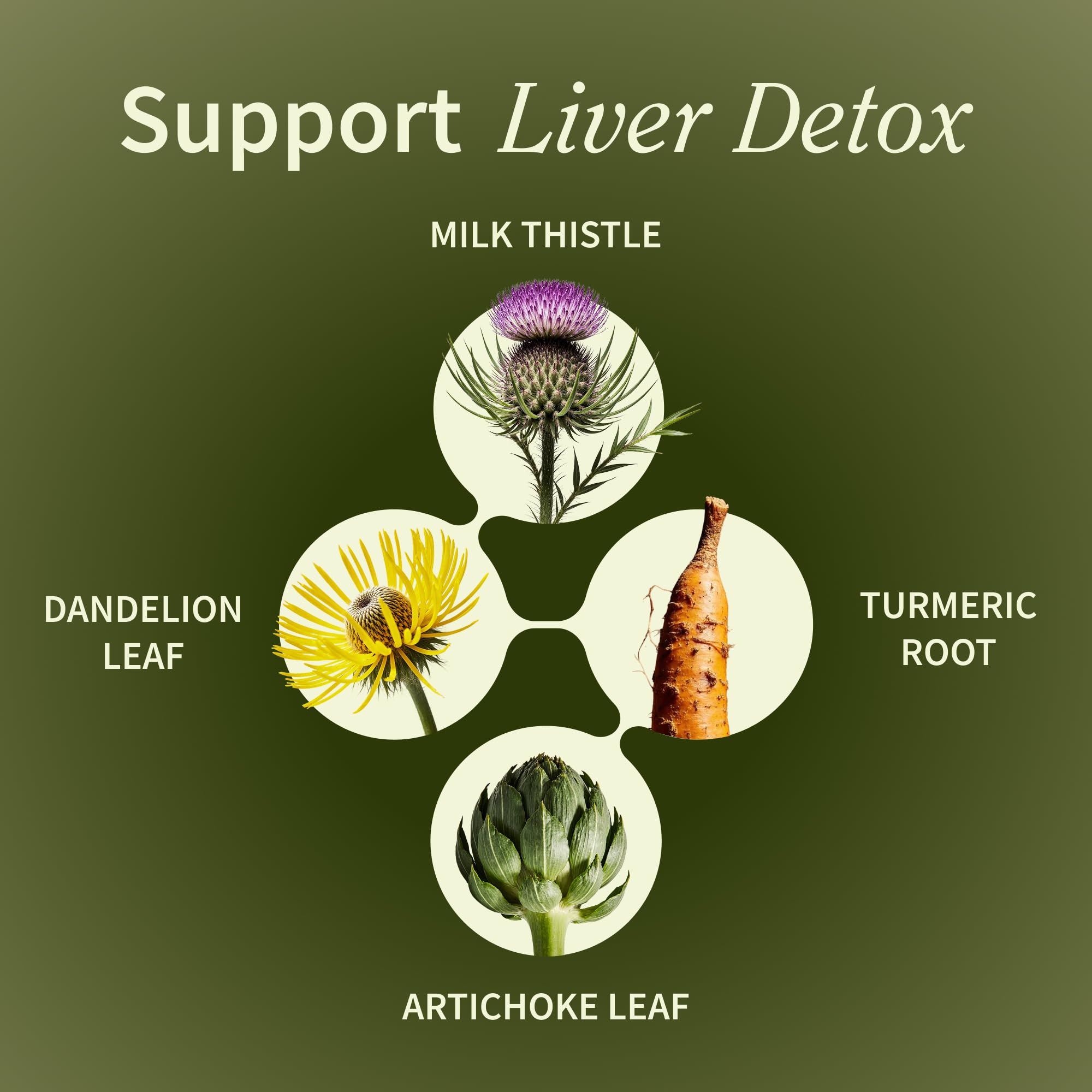 Illustration of liver and digestive system with liver health benefits