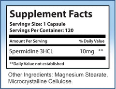 Illustration of spermidine supporting brain health and focus