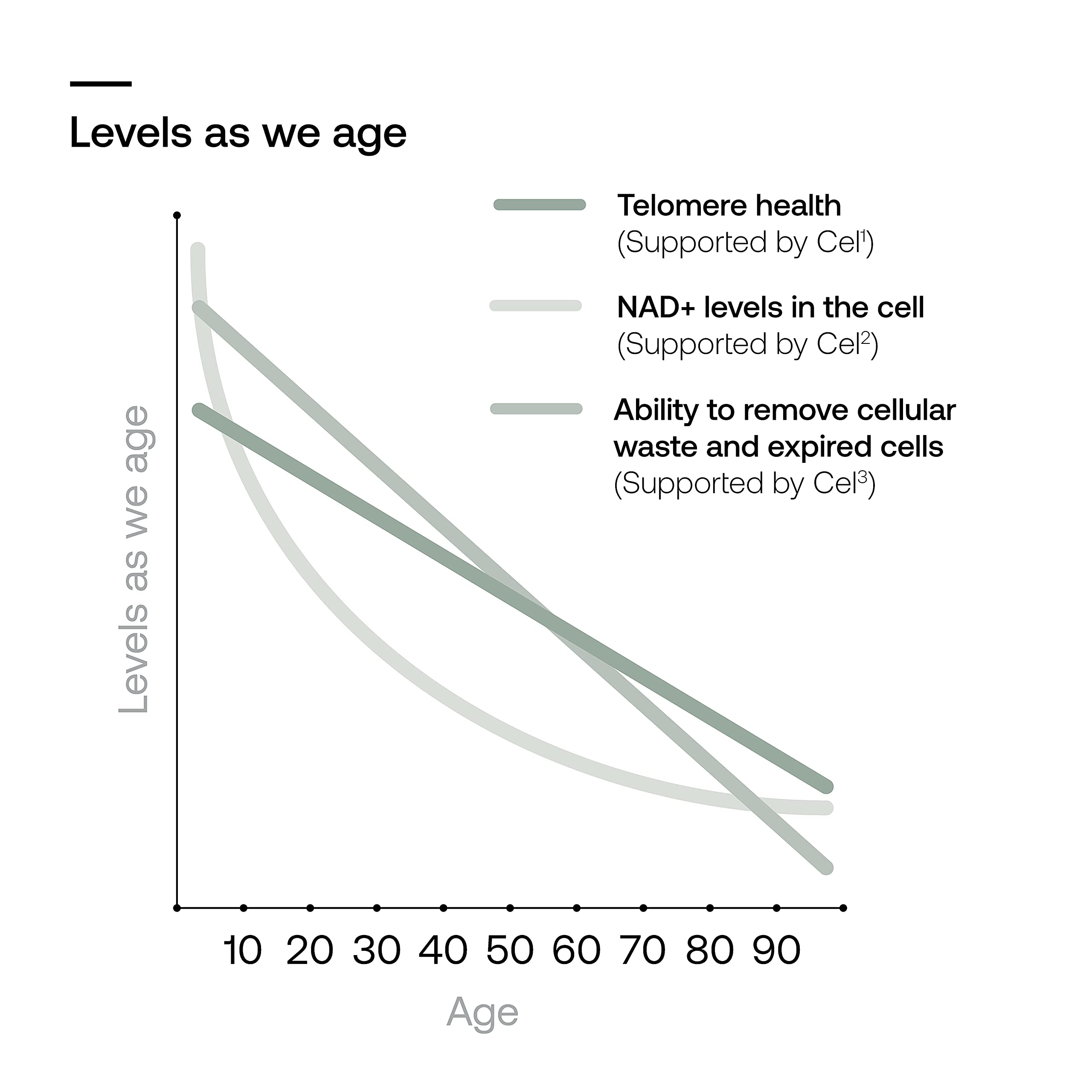 Illustration of cellular health and aging support