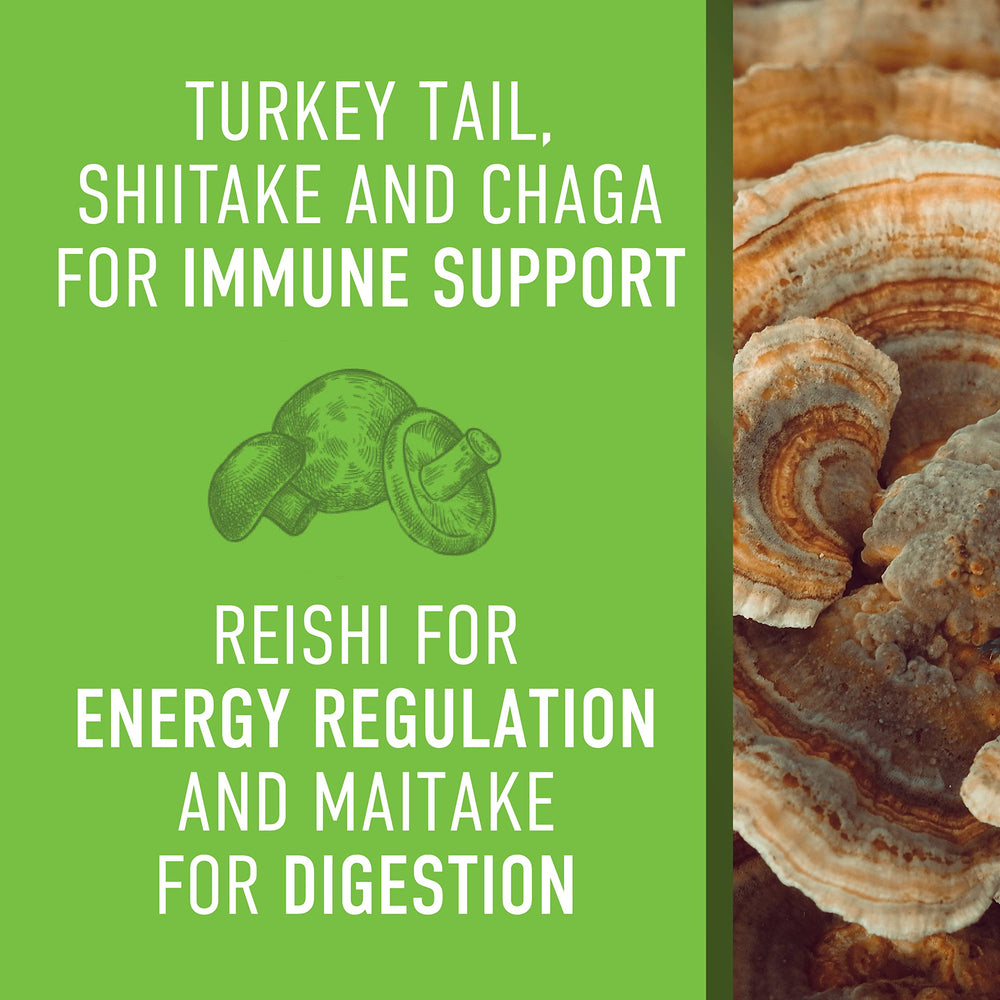 Maitake, reishi and chaga mushroom powders in the blend
