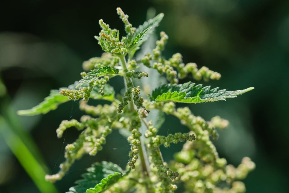Stinging nettle seeds sprinkled on bread