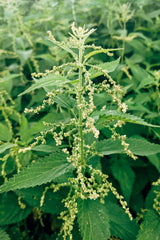 Resealable aluminium doypack packaging for nettle seeds