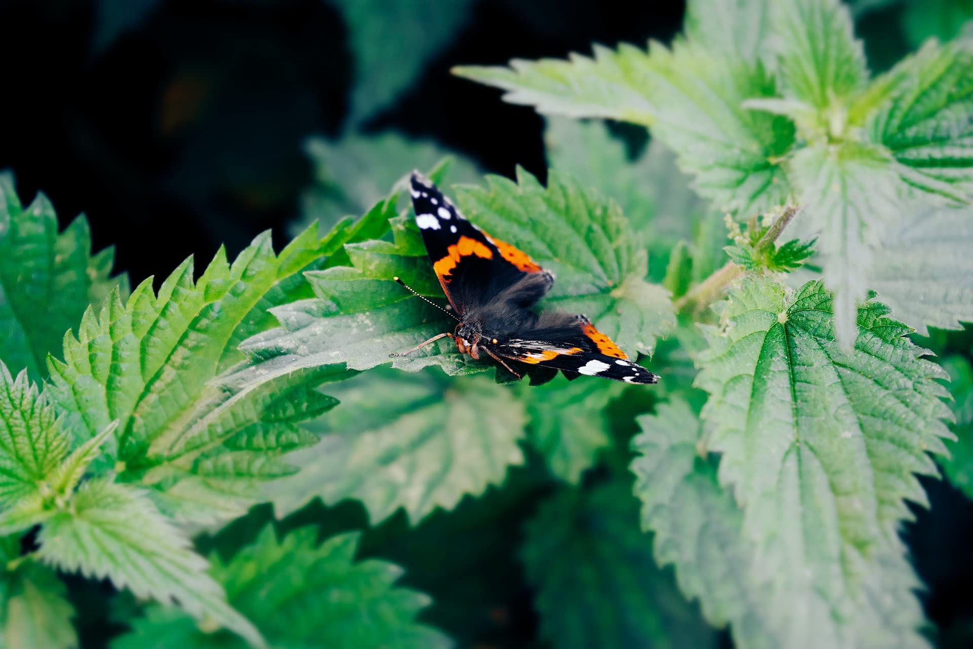 Nettle seeds powder in container