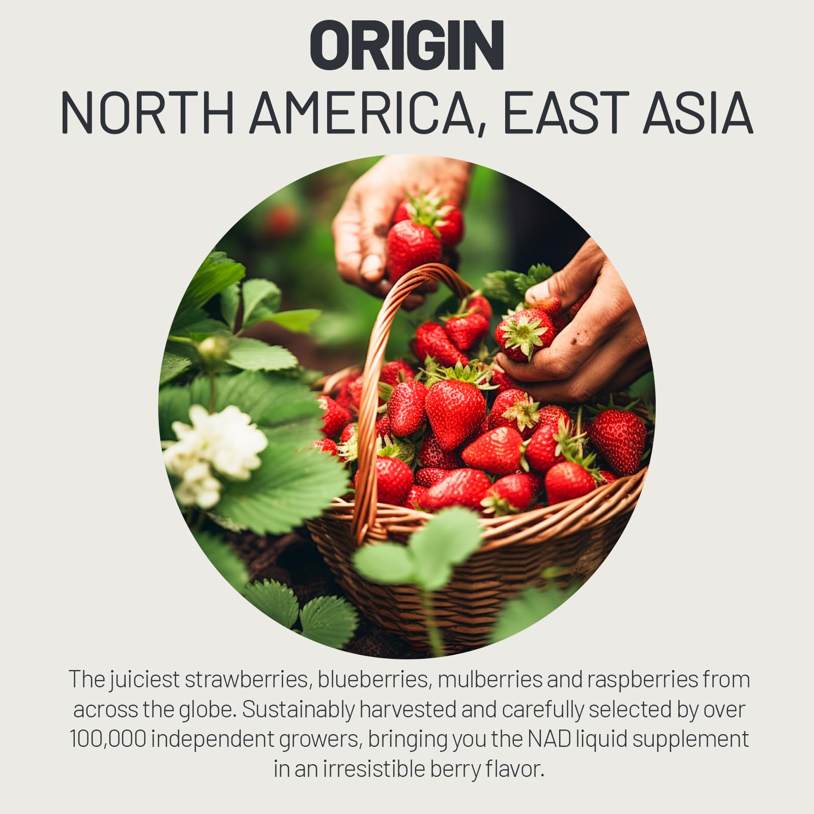 Illustration of rapid absorption and sublingual delivery