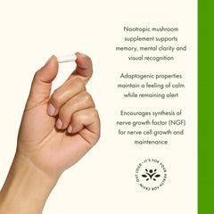 Graphic illustrating brain health and cognitive support from Lion's Mane