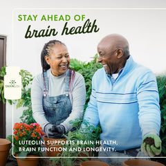 Swanson Luteolin Complex brain support product