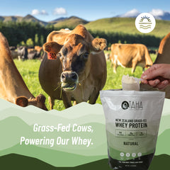 Taha Health & Nutrition cold-processed whey concentrate bottle preserving protein integrity for workouts.