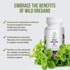 Greek wild oregano plant (Origanum vulgare)