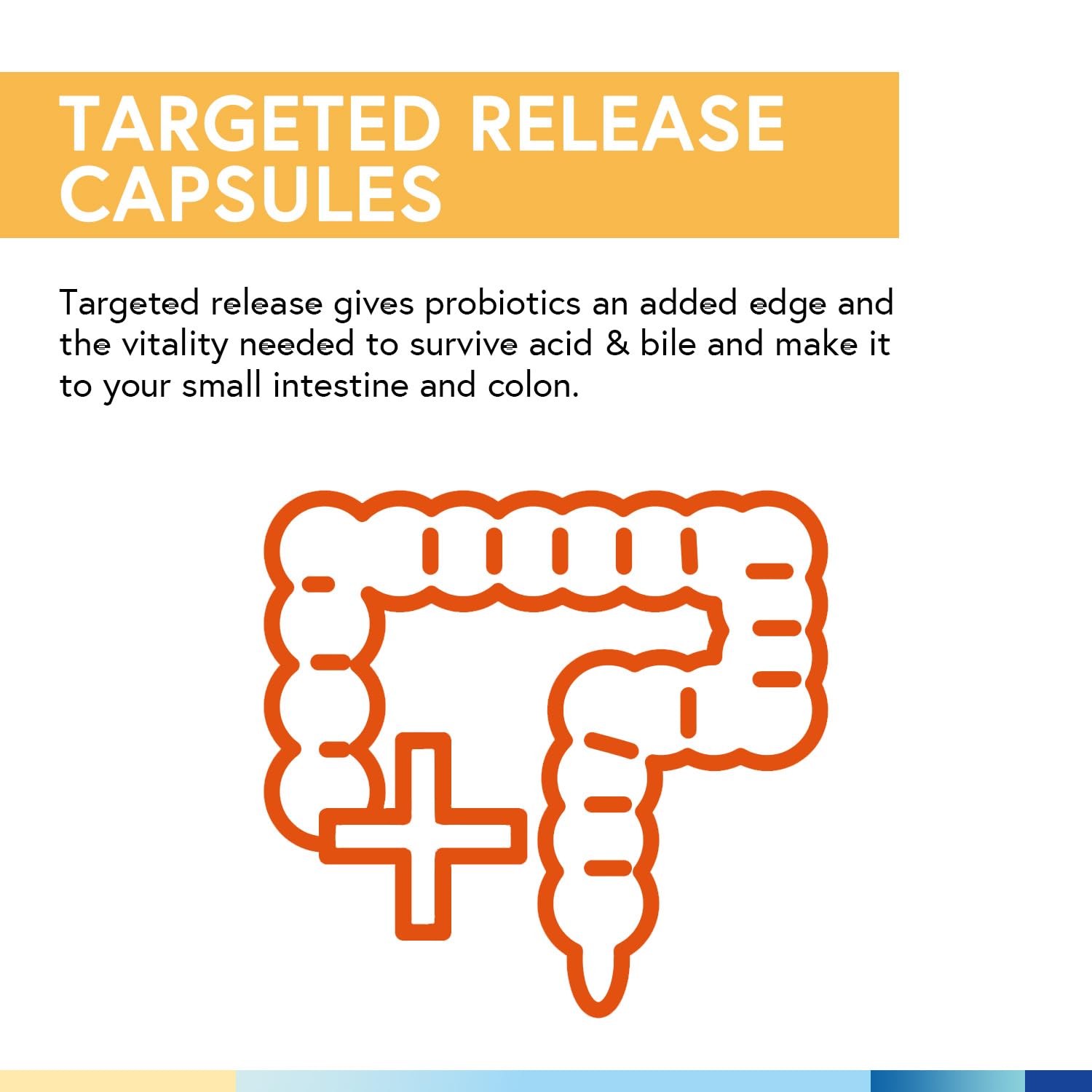 Artwork showing prebiotics and digestive enzymes