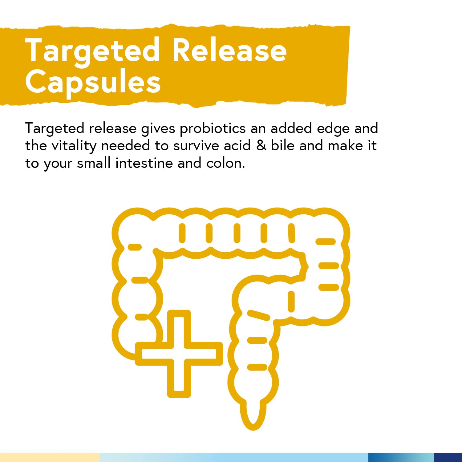 Digestive health benefits from Terranics Probiotics