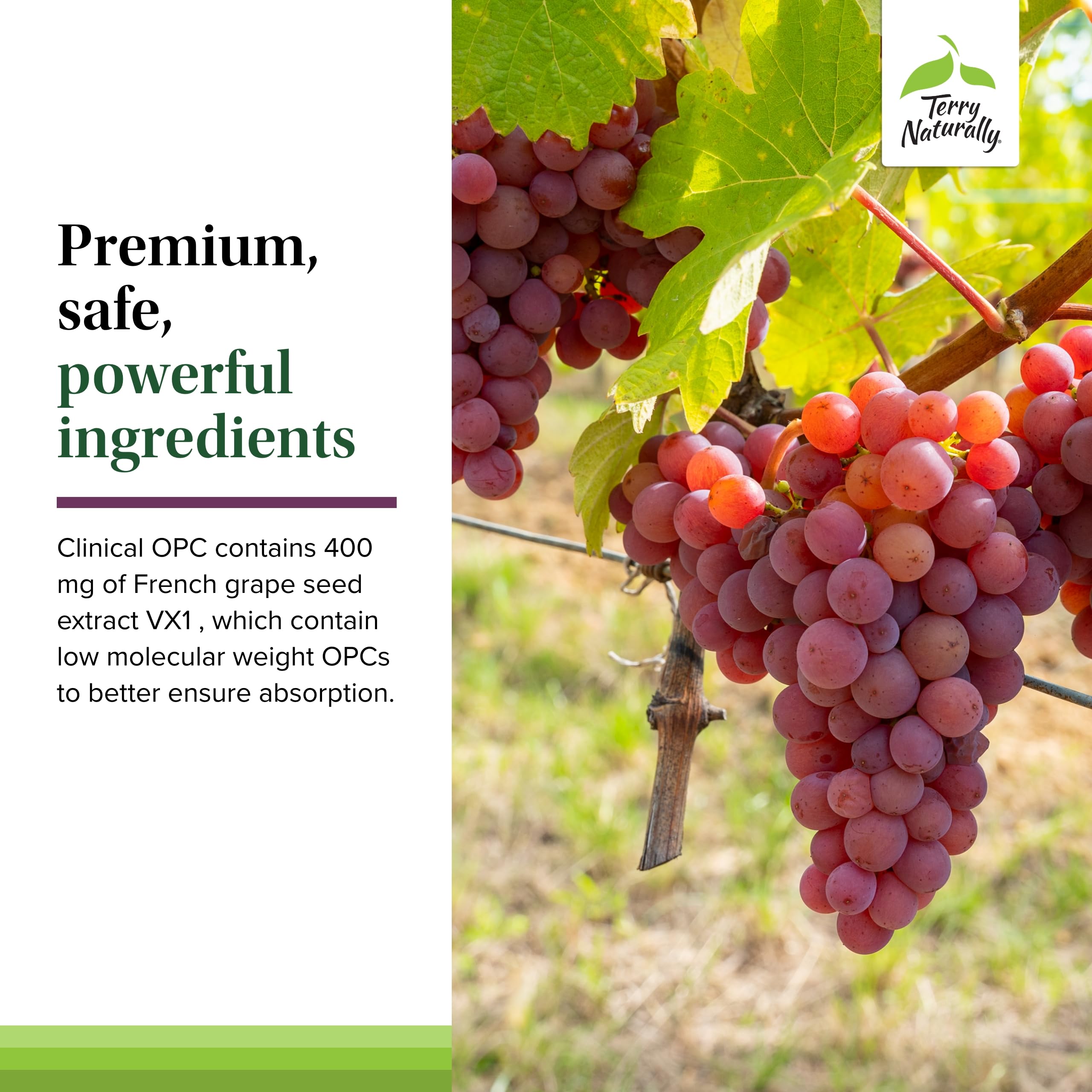 Immune health and cellular support imagery with OPC