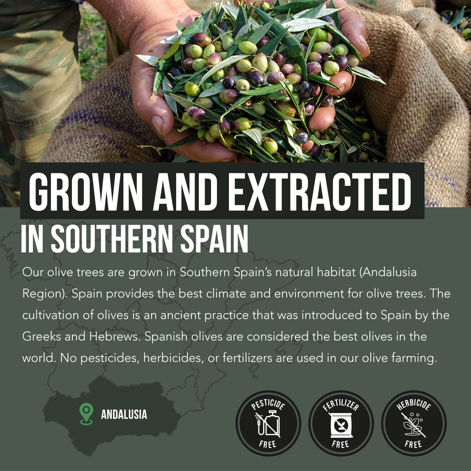 Total Olive Spain-Grown DNA Verified