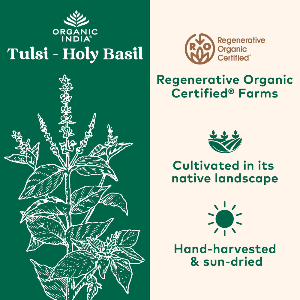Close-up of Tulsi (Holy Basil) capsules