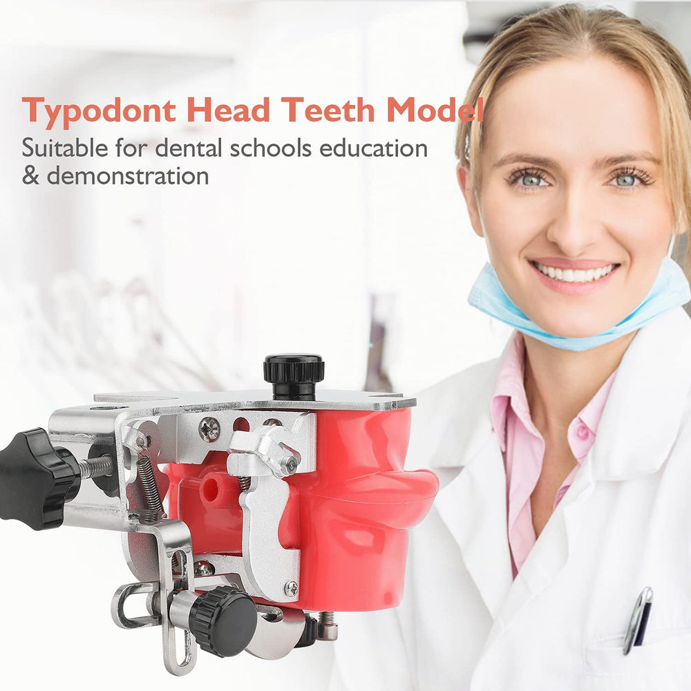 Typodont teeth model and phantom head for dental education
