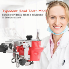 Typodont teeth model and phantom head for dental education